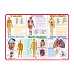 TAPETE EDUCATIVO ANATOMIA DEL CUERPO HUMANO