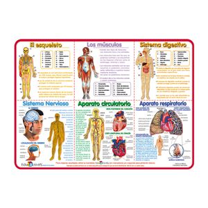Tapete Educativo Anatomia Del Cuerpo Humano 543-7