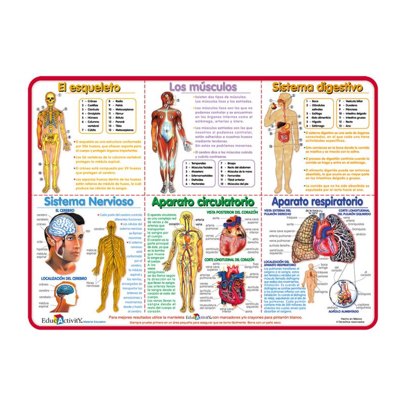 TAPETE EDUCATIVO ANATOMIA DEL CUERPO HUMANO