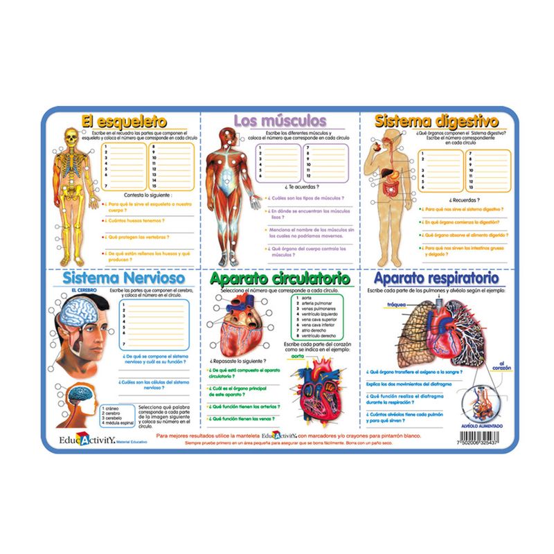 TAPETE EDUCATIVO ANATOMIA DEL CUERPO HUMANO